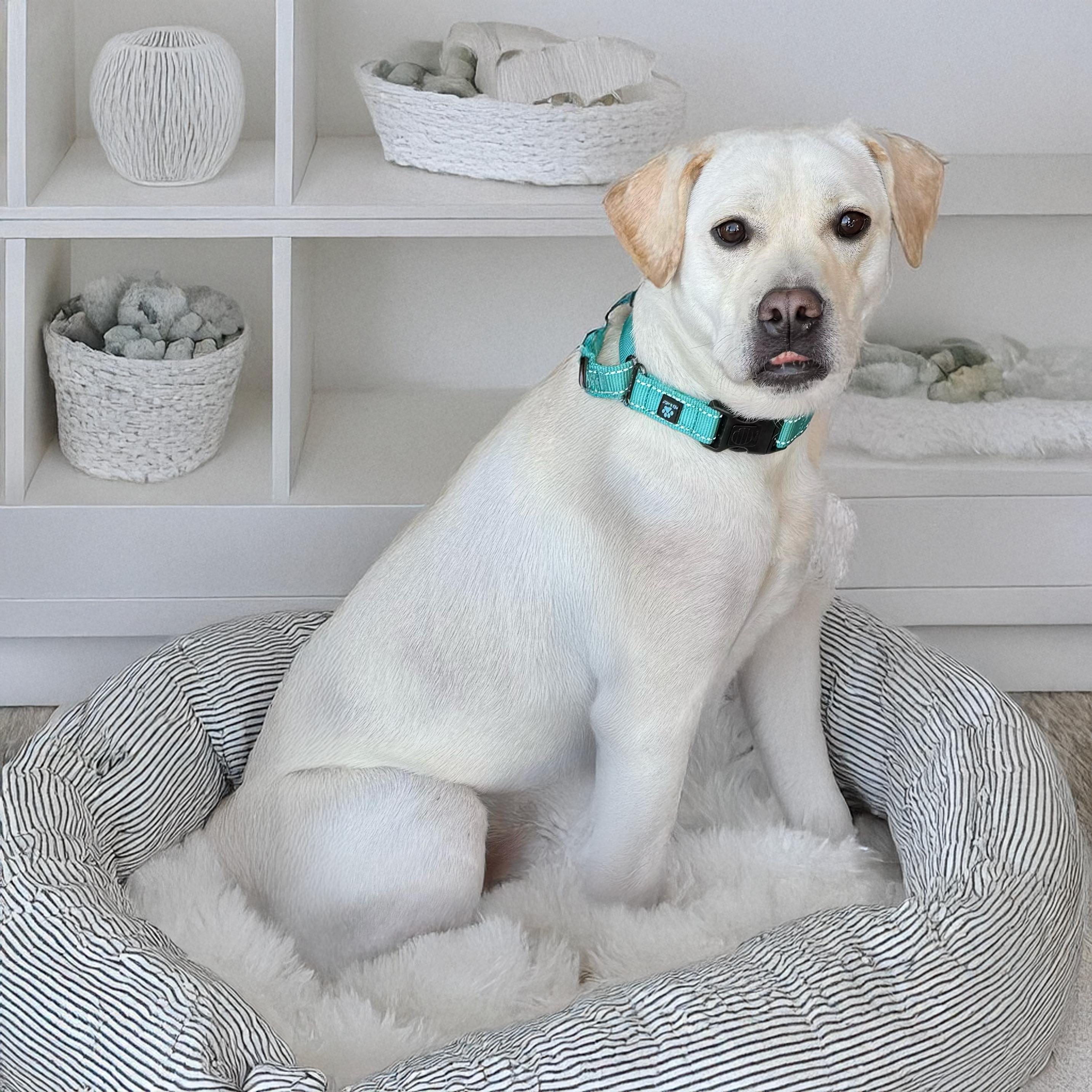 Beaux, a Adoptable mixed breed in Scottsdale, AZ image 3/5