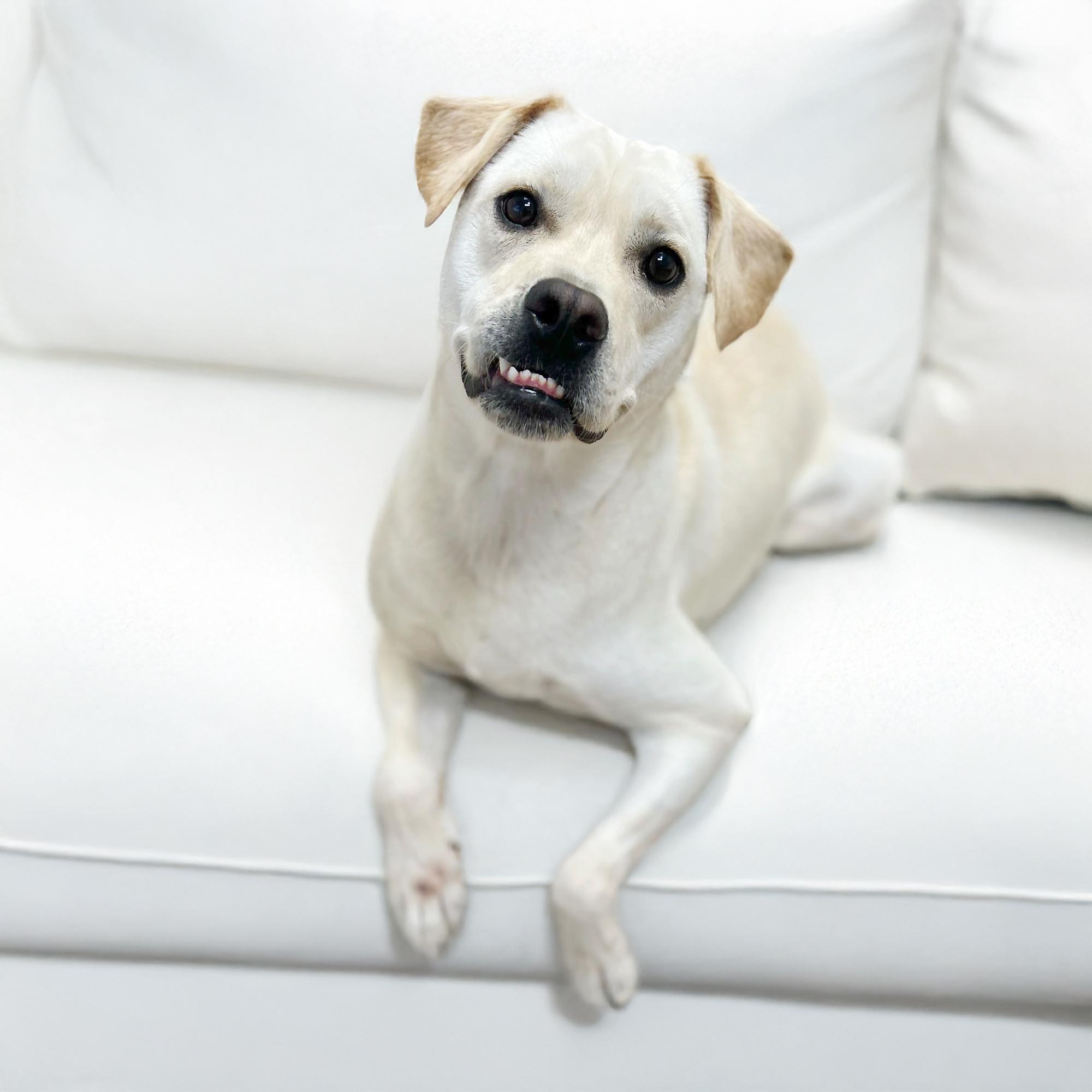Beaux, a Adoptable mixed breed in Scottsdale, AZ image 1/5