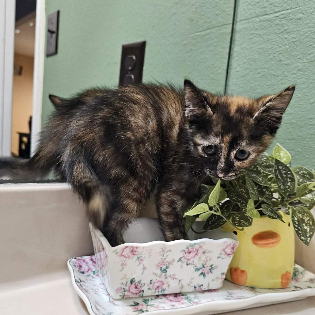 Enlarge Daisy, a Adoptable Domestic Short Hair in Harlingen, TX image 1/2