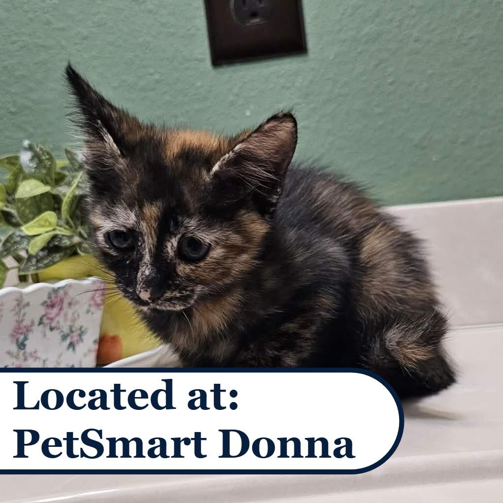 Enlarge Daisy, a Adoptable Domestic Short Hair in Harlingen, TX image 2/2