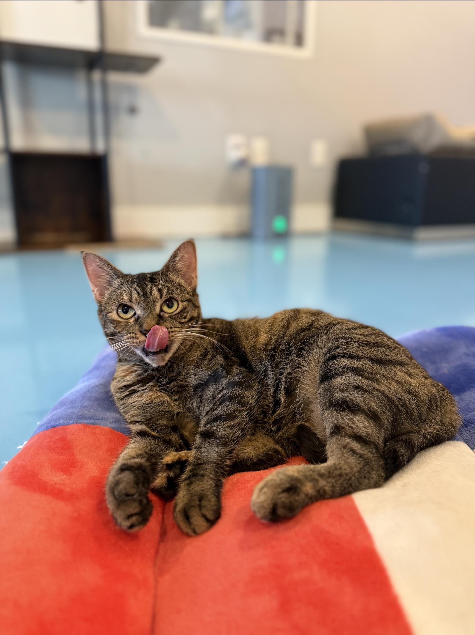Tigerlilly