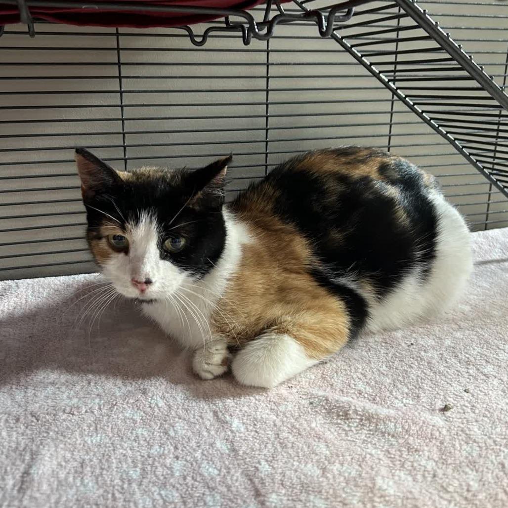 Turkey, Adoptable, Adult Female Domestic Short Hair.