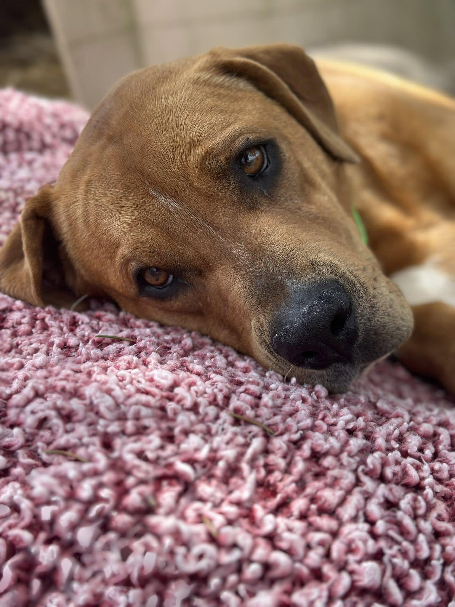 Jenny (3yo, 75lbs), Adoptable, Adult Female Hound & Labrador Retriever.