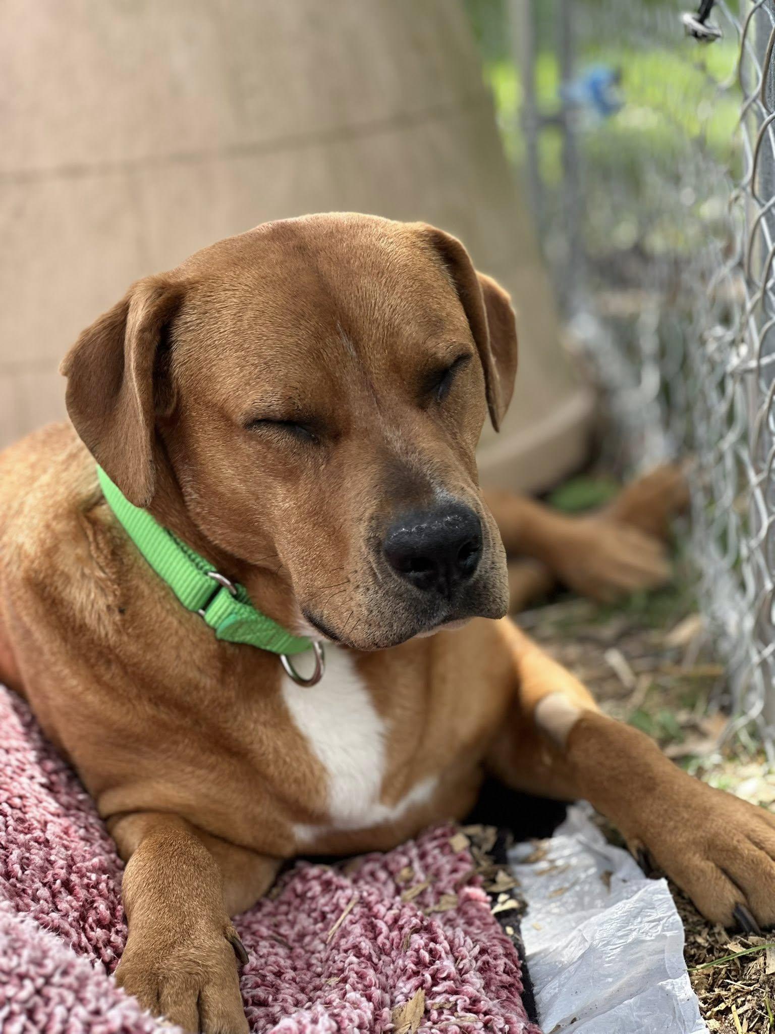 Enlarge Jenny (3yo, 75lbs), a Adoptable mixed breed in Hinton, WV image 2/3