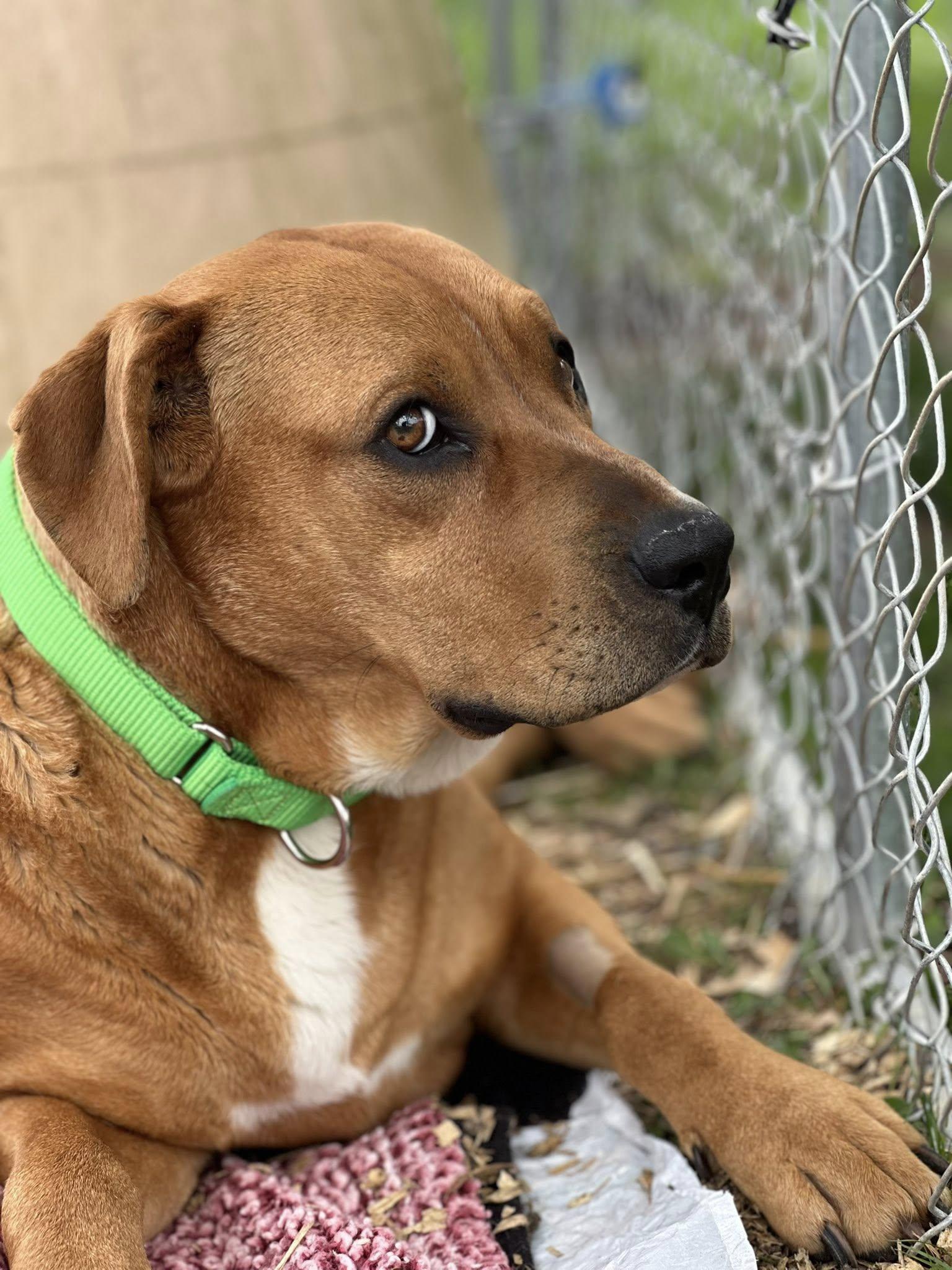 Enlarge Jenny (3yo, 75lbs), a Adoptable mixed breed in Hinton, WV image 3/3