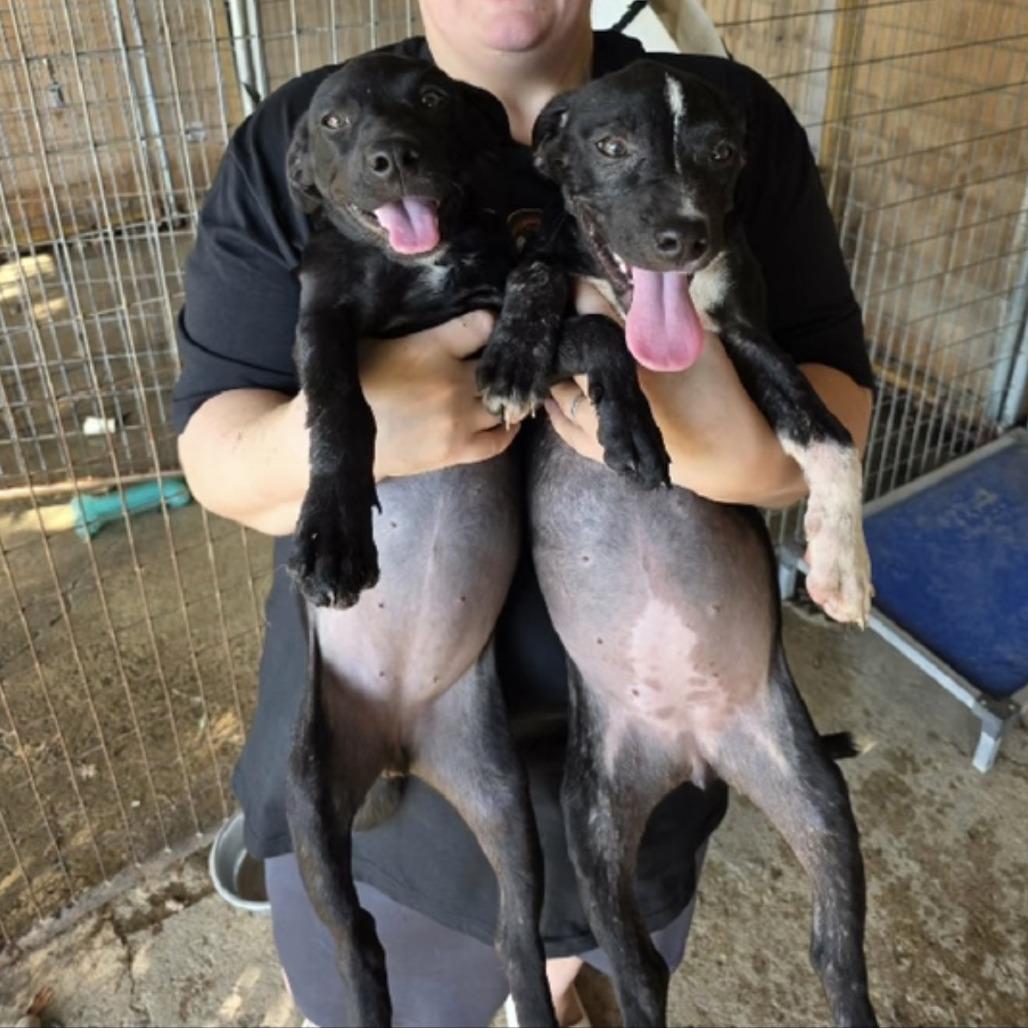 Boo, Adoptable, Puppy Female Black Labrador Retriever & Mixed Breed.