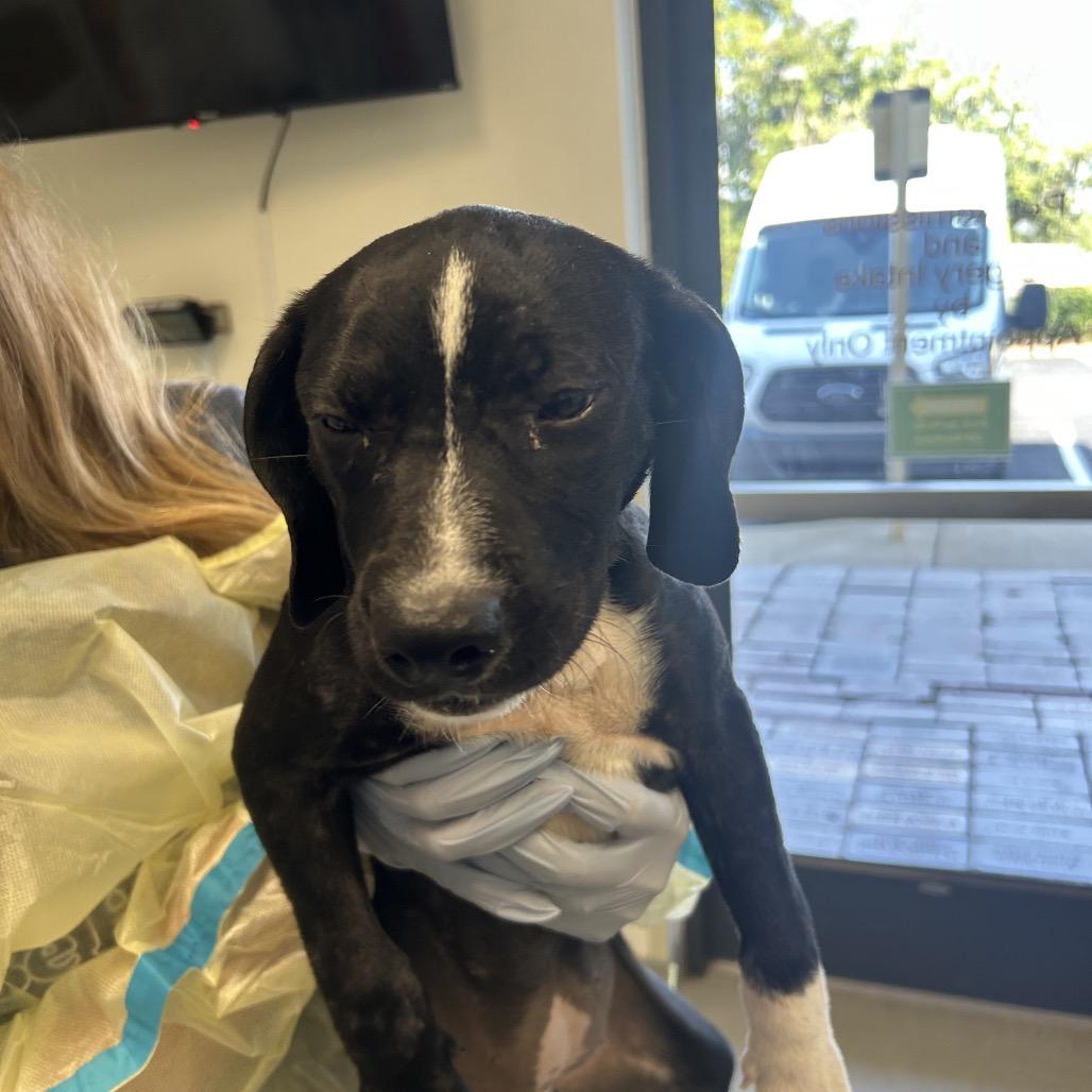 Enlarge Boo, a Adoptable mixed breed in Nashville, TN image 2/2