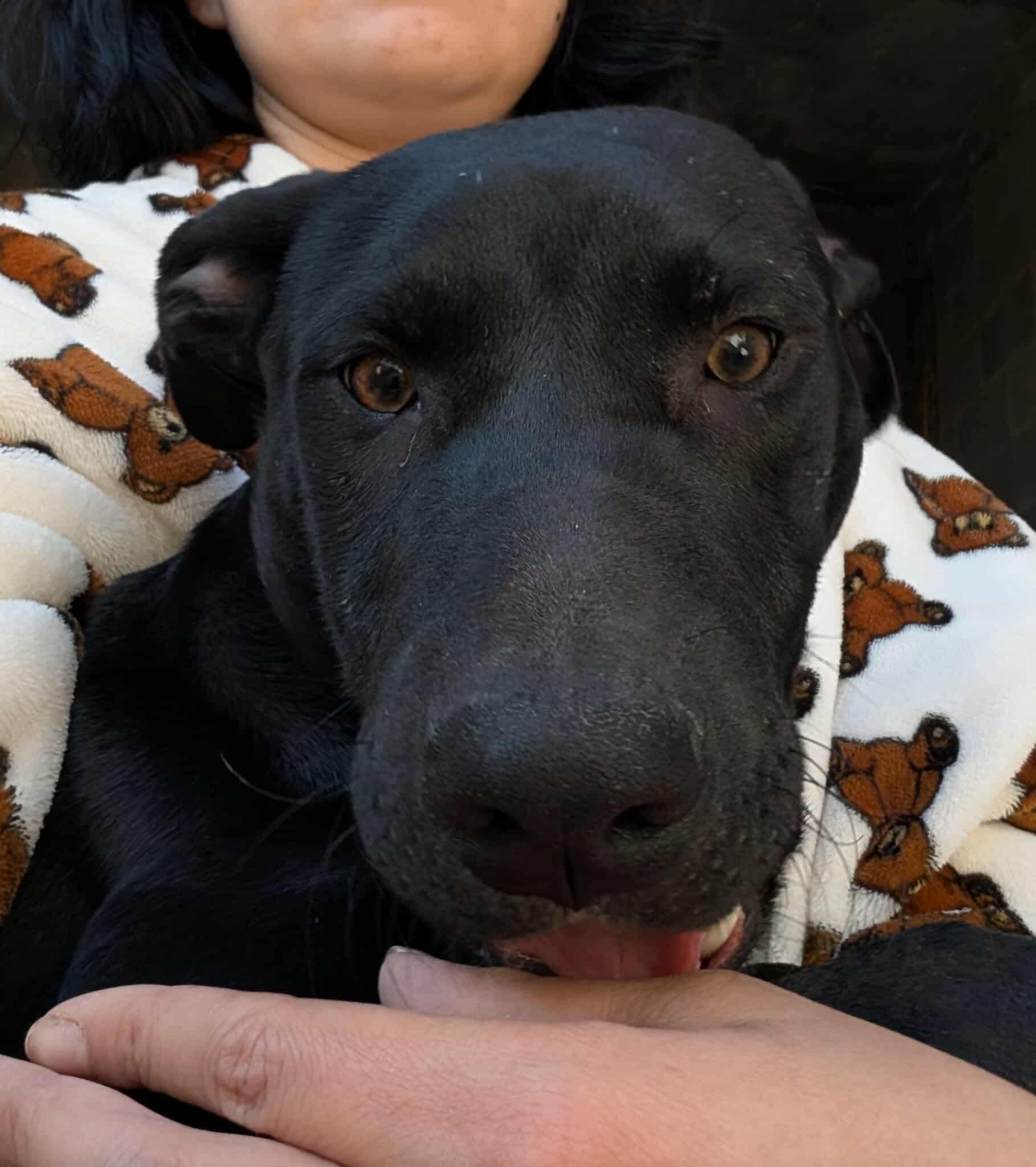 Tuco, Adoptable, Puppy Male Mixed Breed.