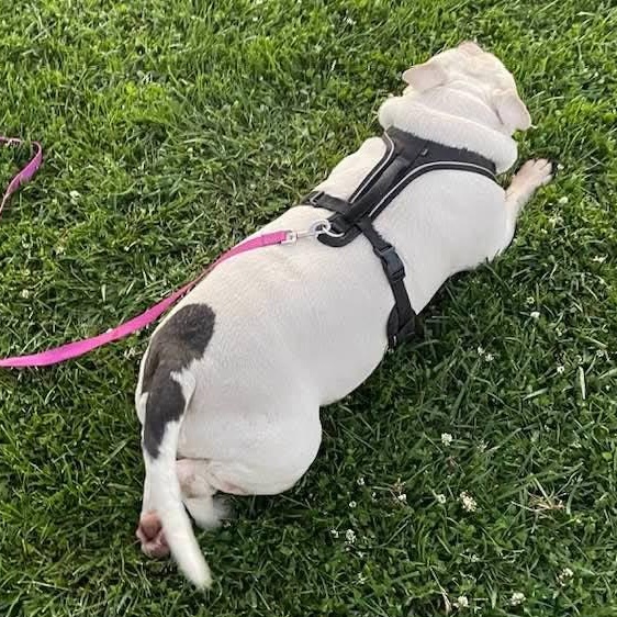 Bosley, an adopted Staffordshire Bull Terrier in Boulder, CO image 3/6