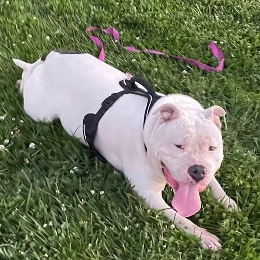 Bosley, an adopted Staffordshire Bull Terrier in Boulder, CO image 1/6