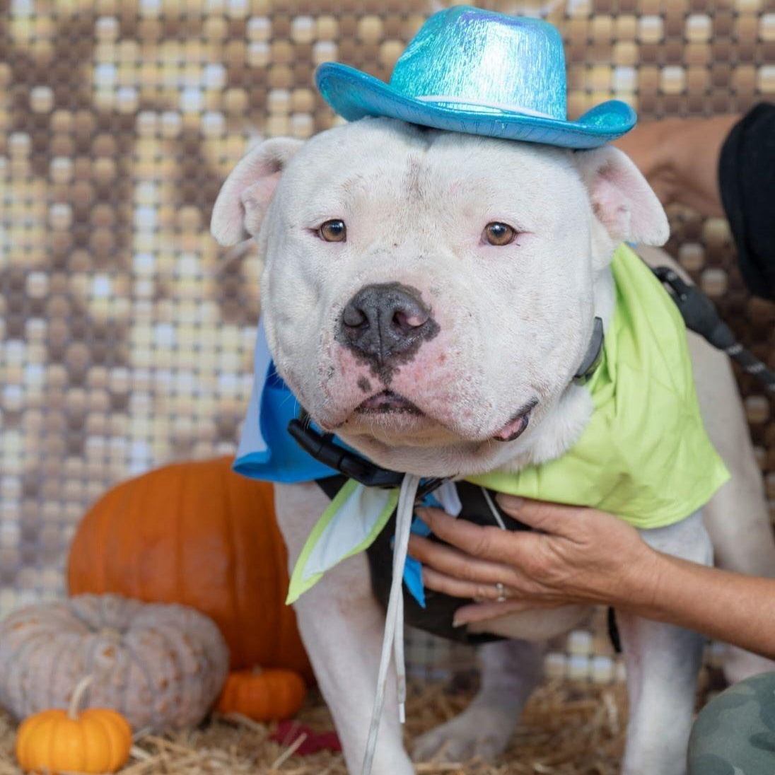 Bosley, an adopted Staffordshire Bull Terrier in Boulder, CO image 5/6