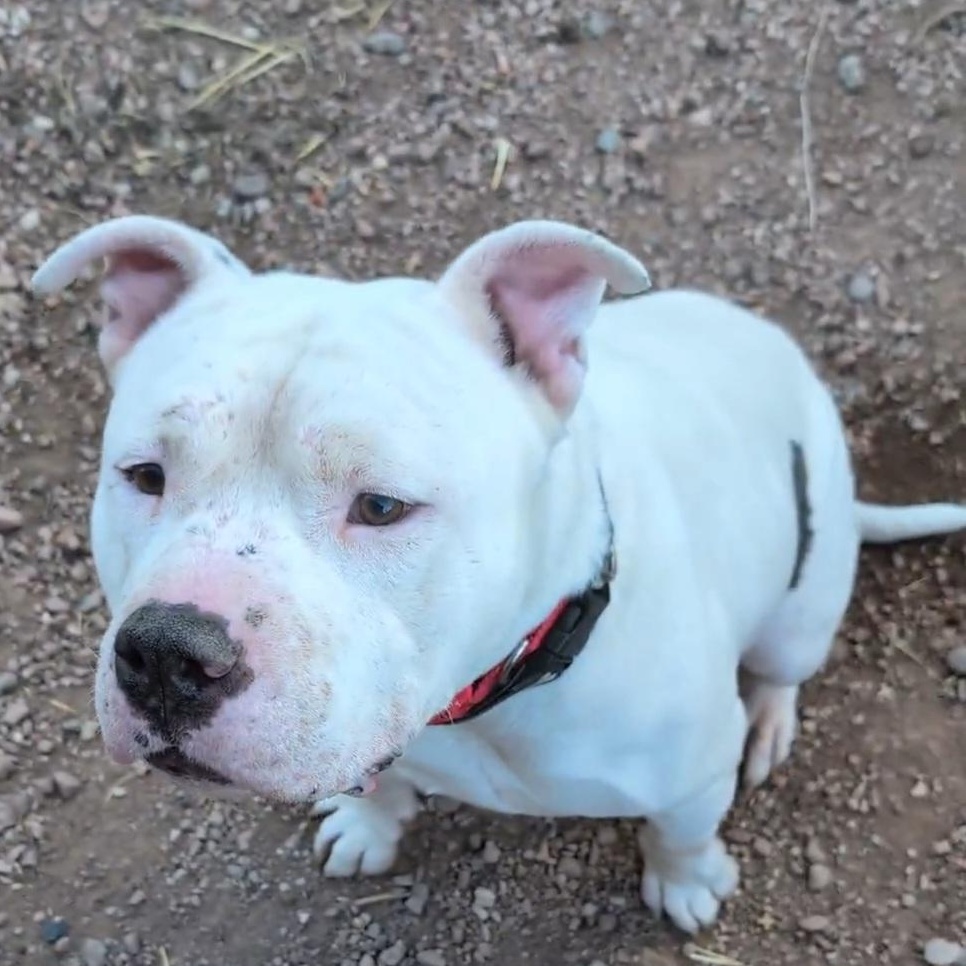 Bosley, an adopted Staffordshire Bull Terrier in Boulder, CO image 4/6