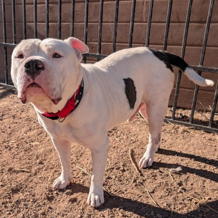 Bosley, an adopted Staffordshire Bull Terrier in Boulder, CO image 6/6