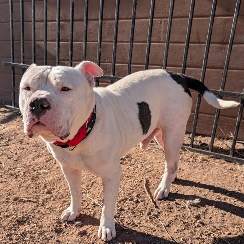 Bosley, an adopted Staffordshire Bull Terrier in Boulder, CO image 2/6