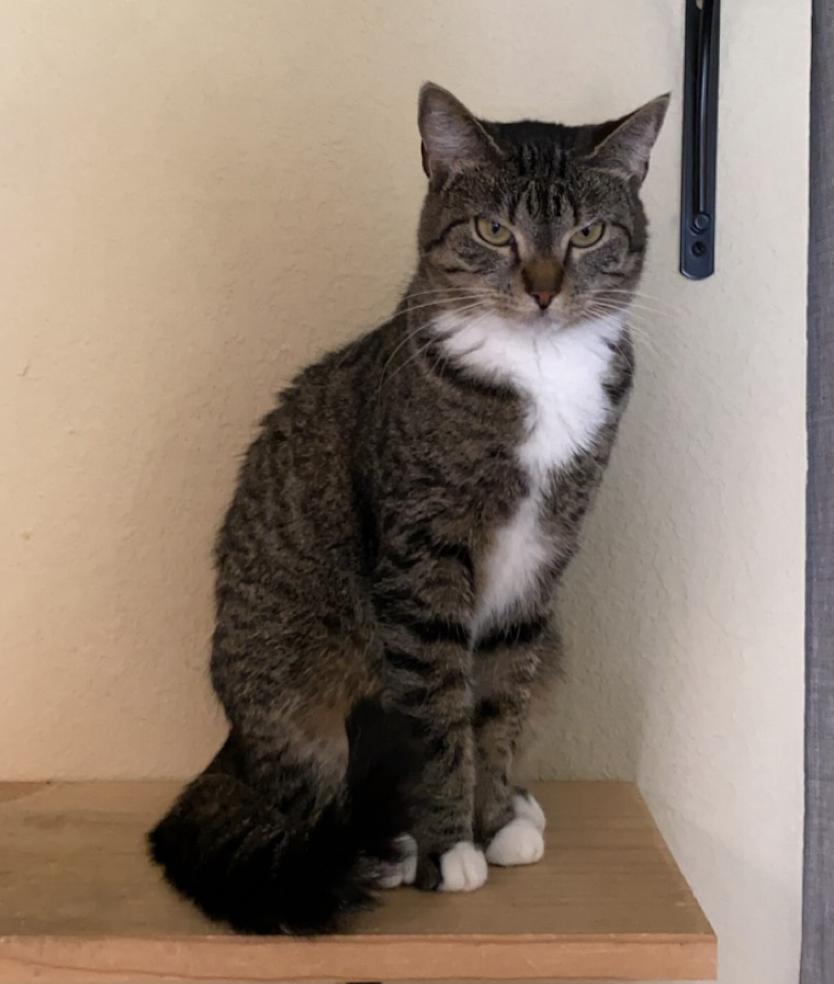 Enlarge Amy, a Adoptable Domestic Short Hair in Prosper, TX image 1/6