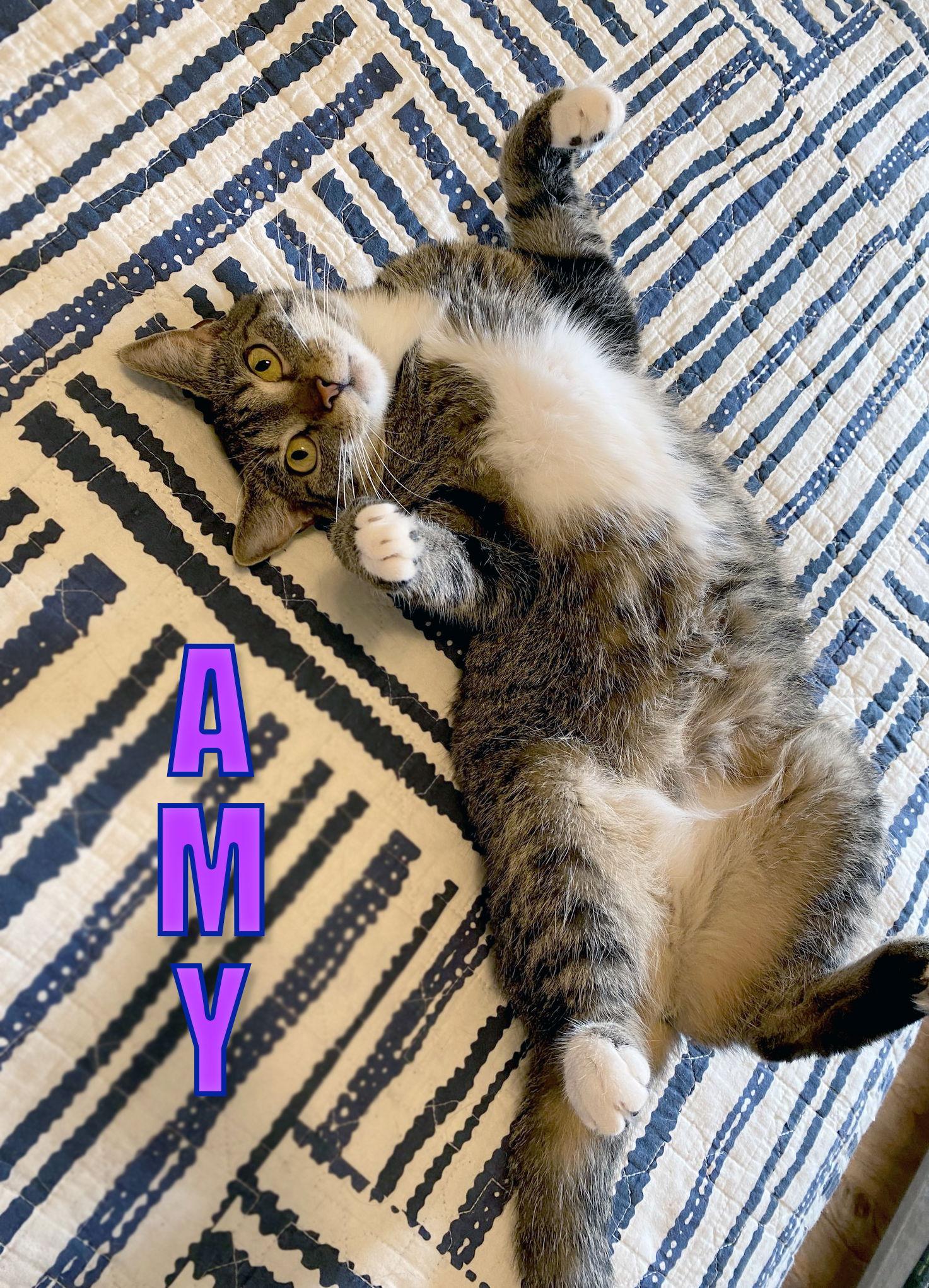 Enlarge Amy, a Adoptable Domestic Short Hair in Prosper, TX image 2/6