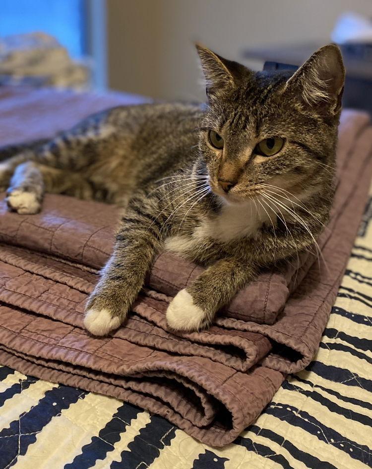 Enlarge Amy, a Adoptable Domestic Short Hair in Prosper, TX image 3/6