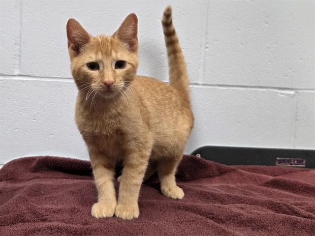 Enlarge DOUG, a Adoptable Domestic Short Hair in Ames, IA image 1/1