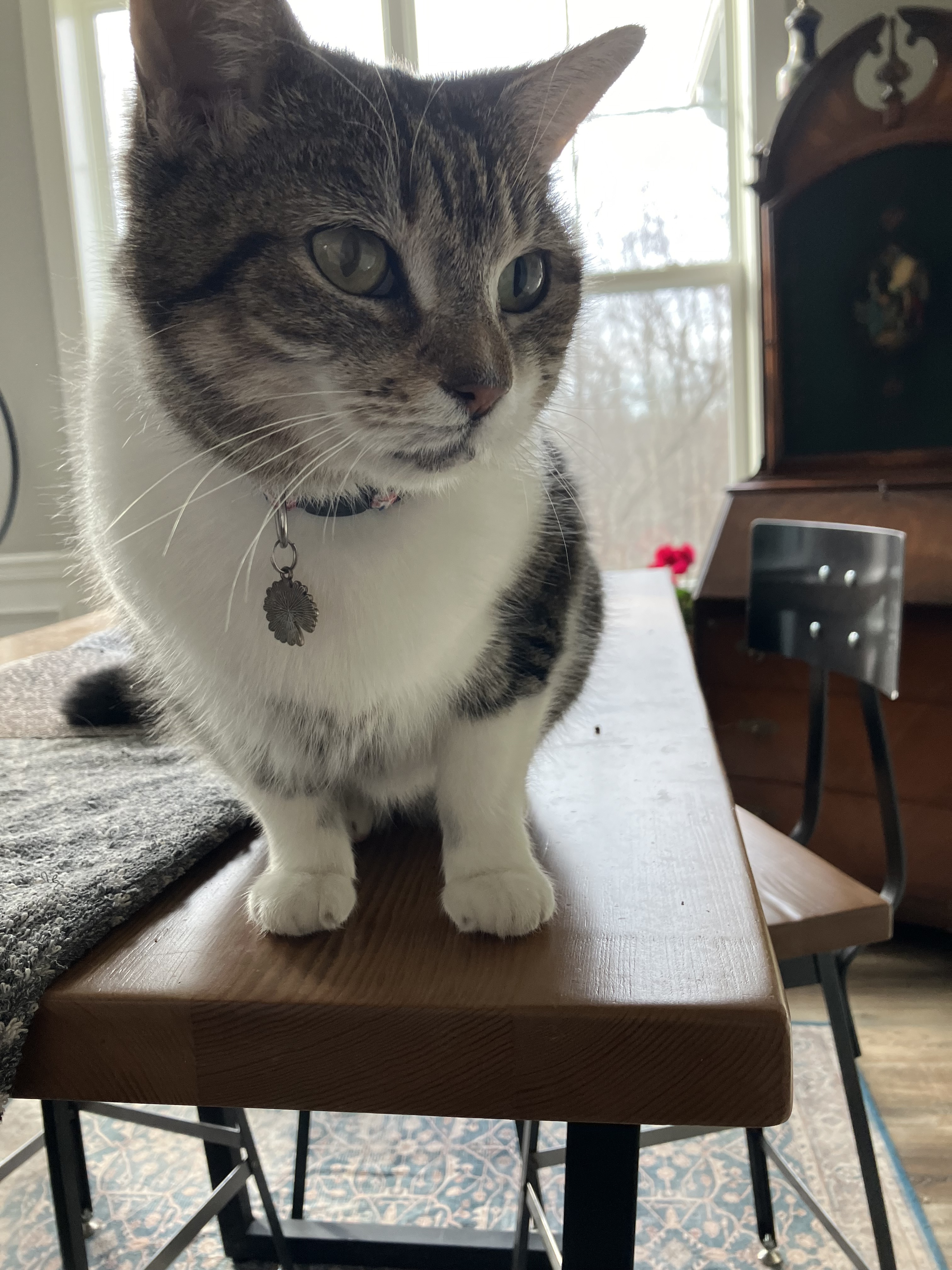 Daisy, a Adoptable American Shorthair in Mount Airy, MD image 1/4