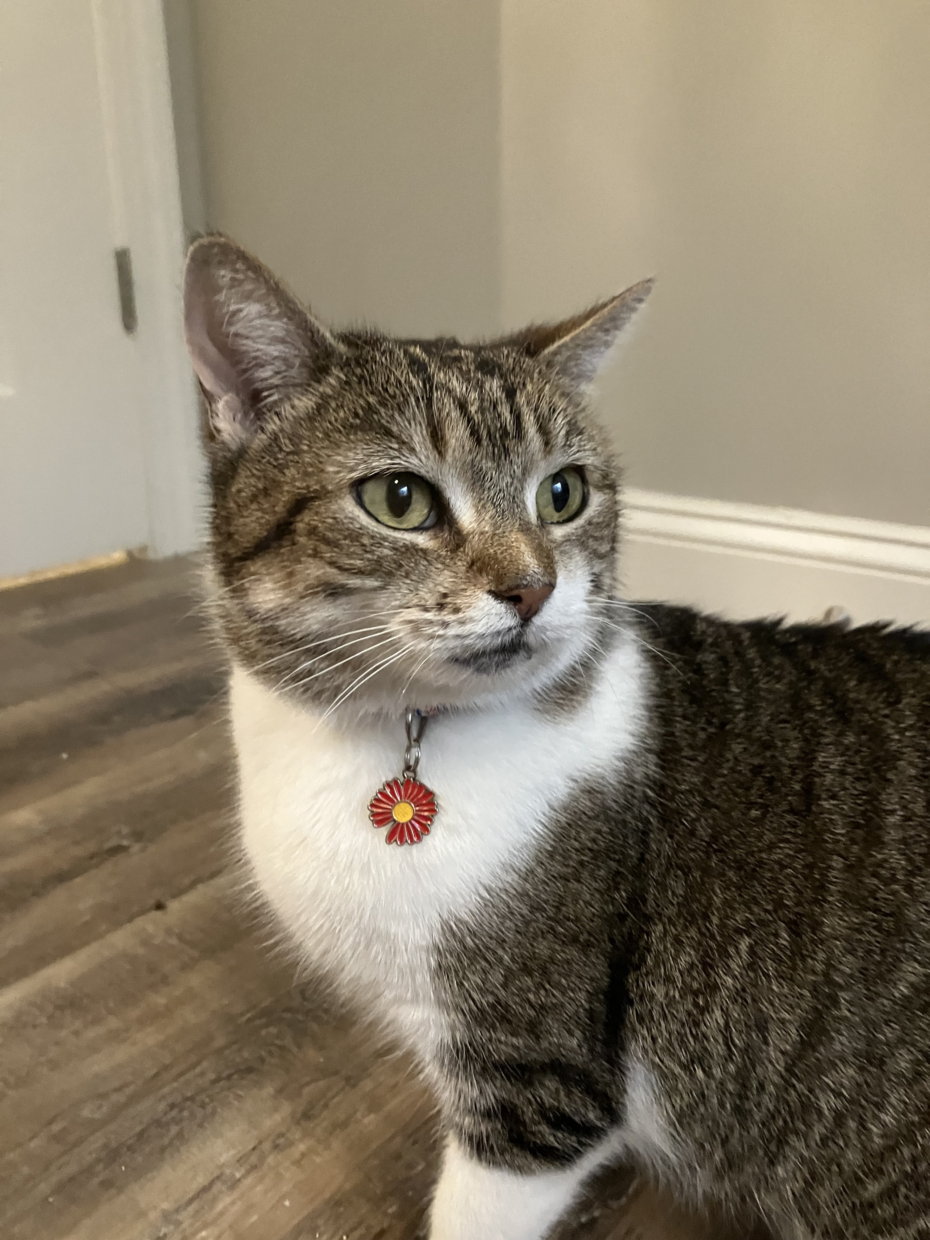 Daisy, a Adoptable American Shorthair in Mount Airy, MD image 2/4