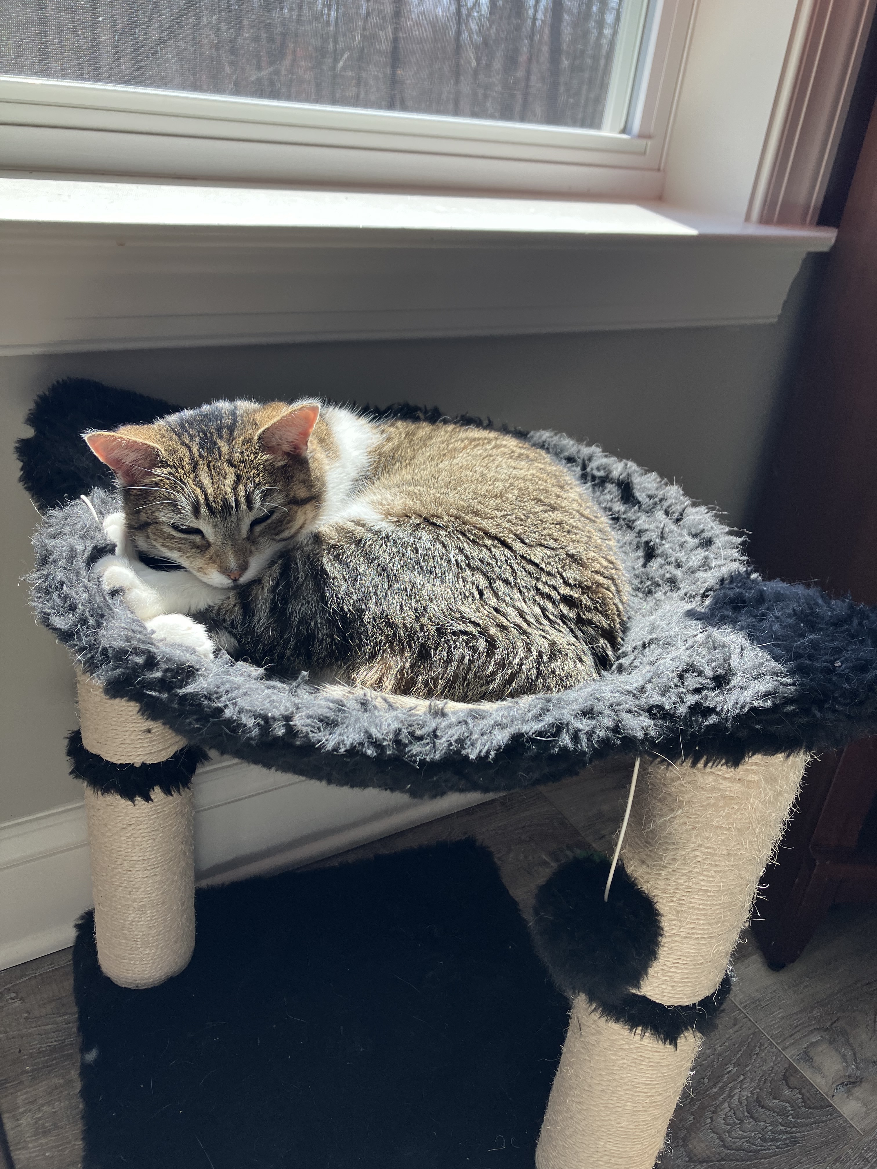 Daisy, a Adoptable American Shorthair in Mount Airy, MD image 3/4