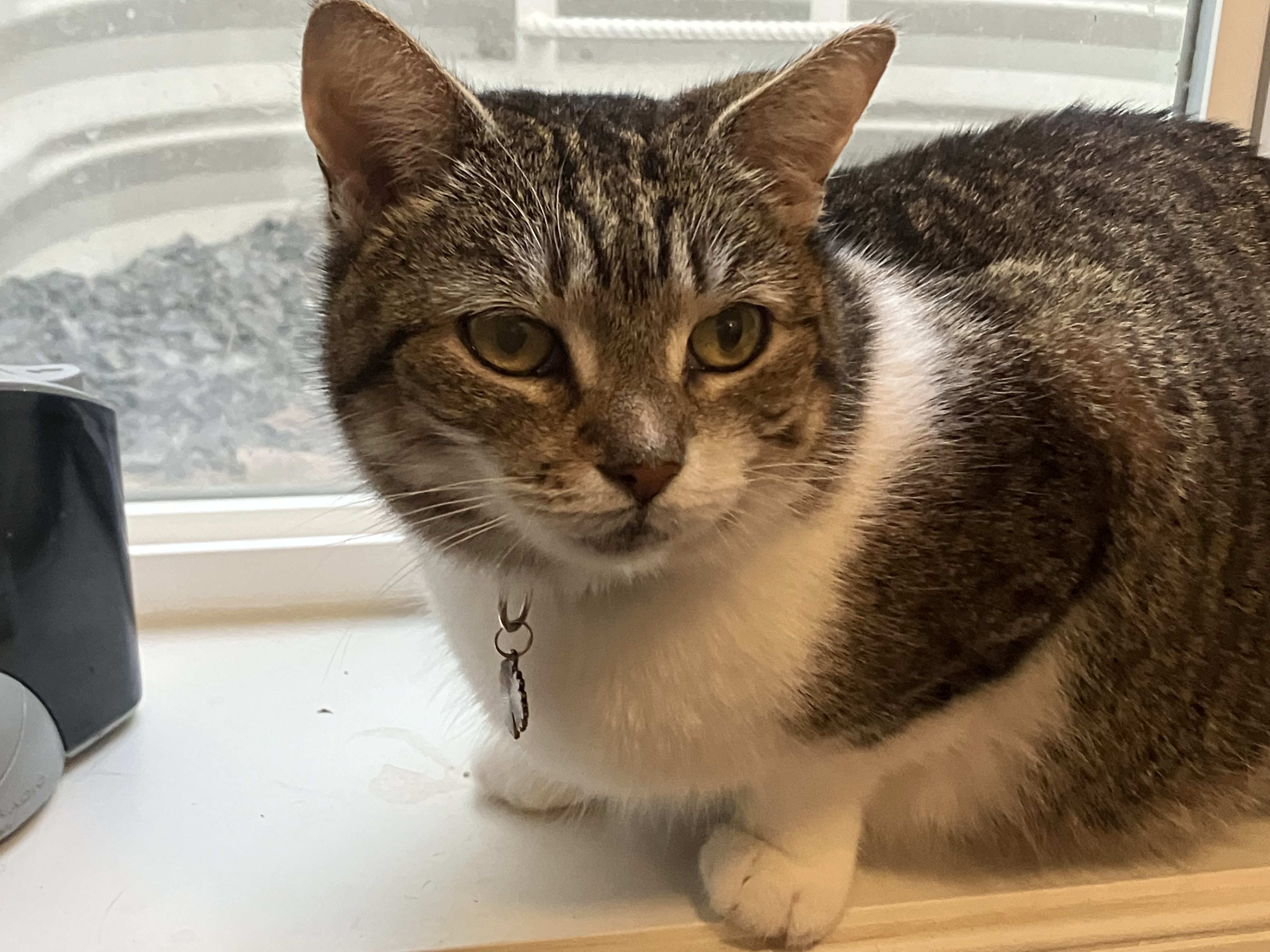 Daisy, a Adoptable American Shorthair in Mount Airy, MD image 4/4