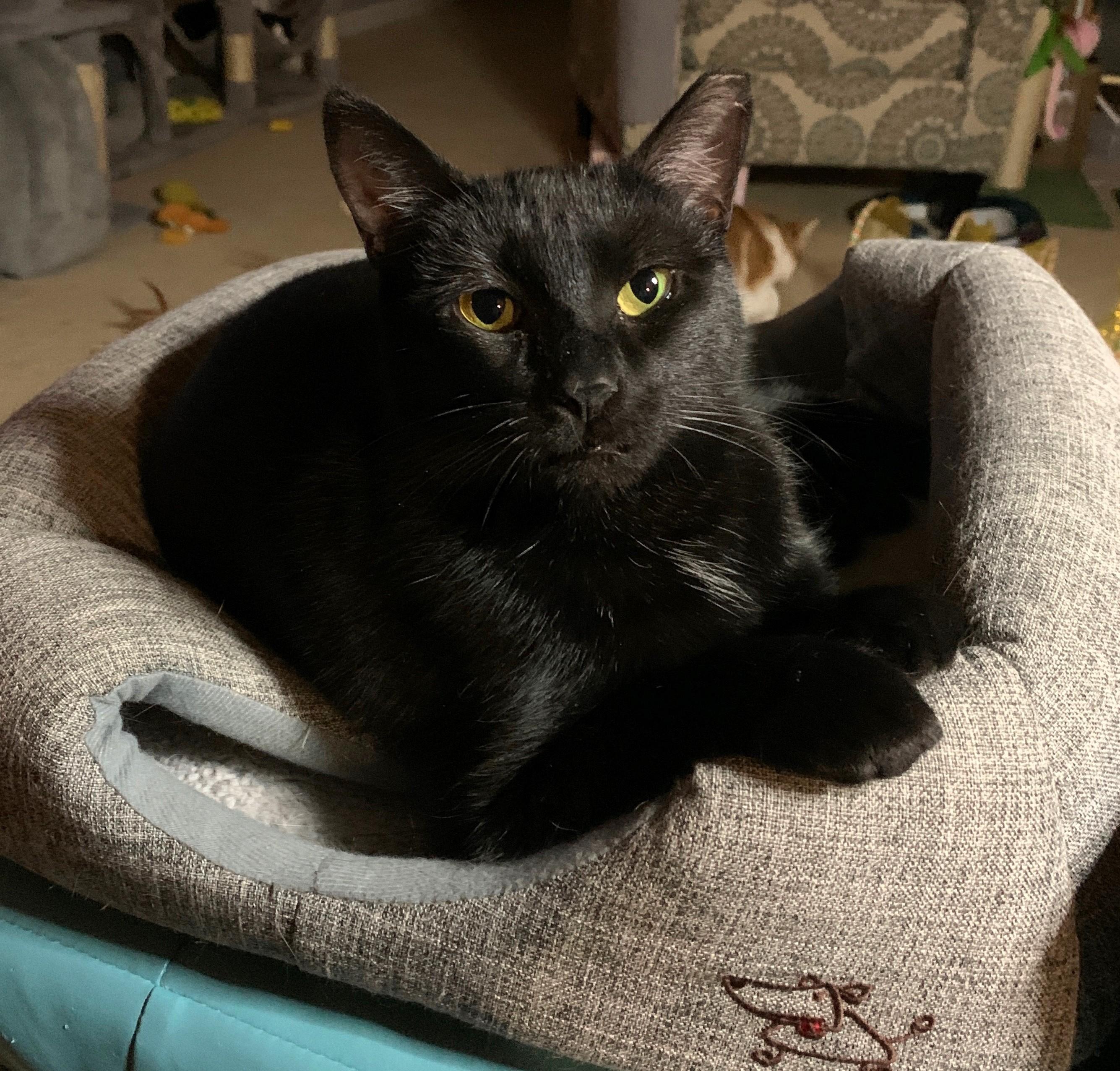 Enlarge Rae, a Adoptable mixed breed in Bonaire, GA image 2/6