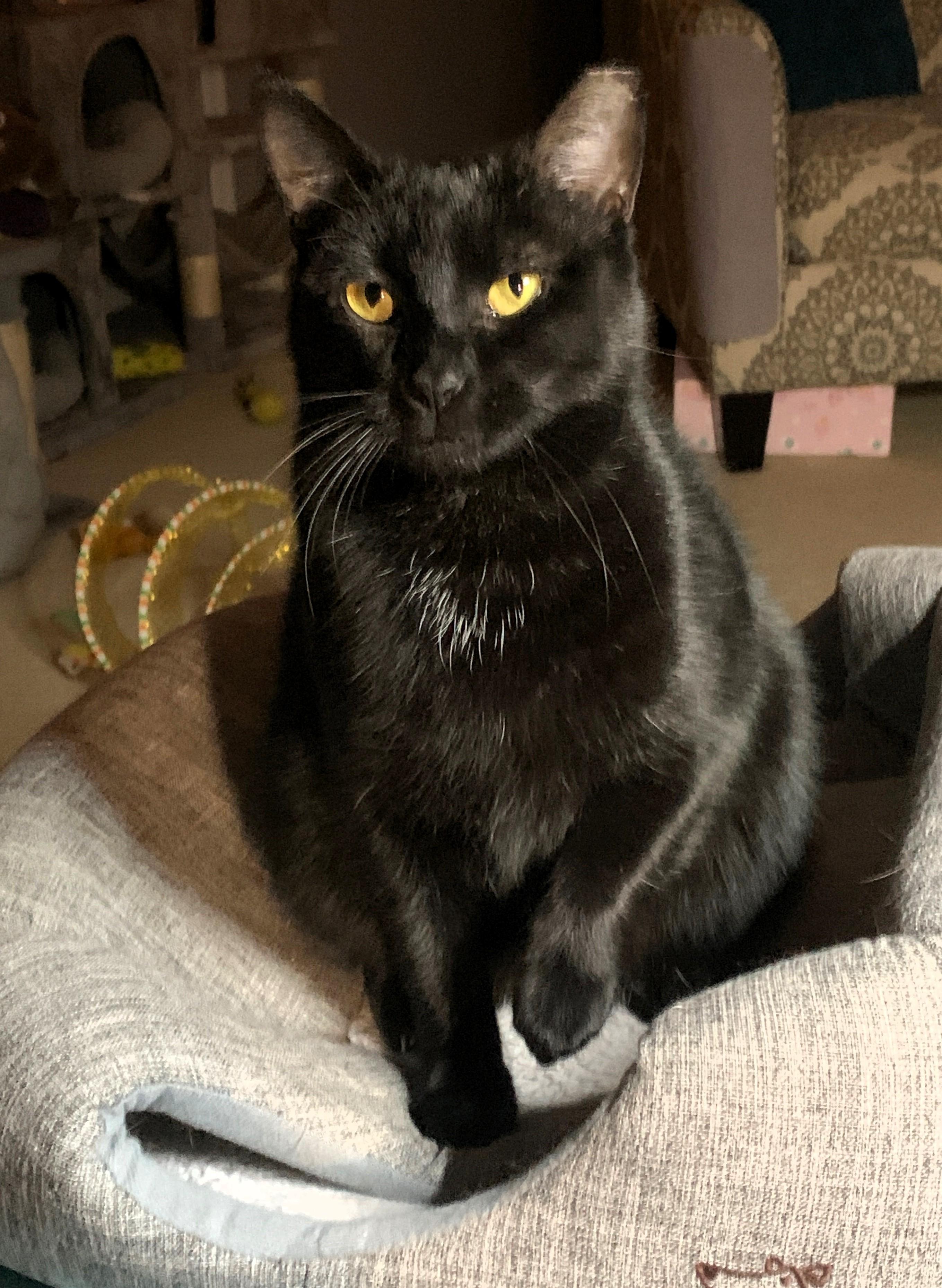 Rae, Adoptable, Young Female American Shorthair.