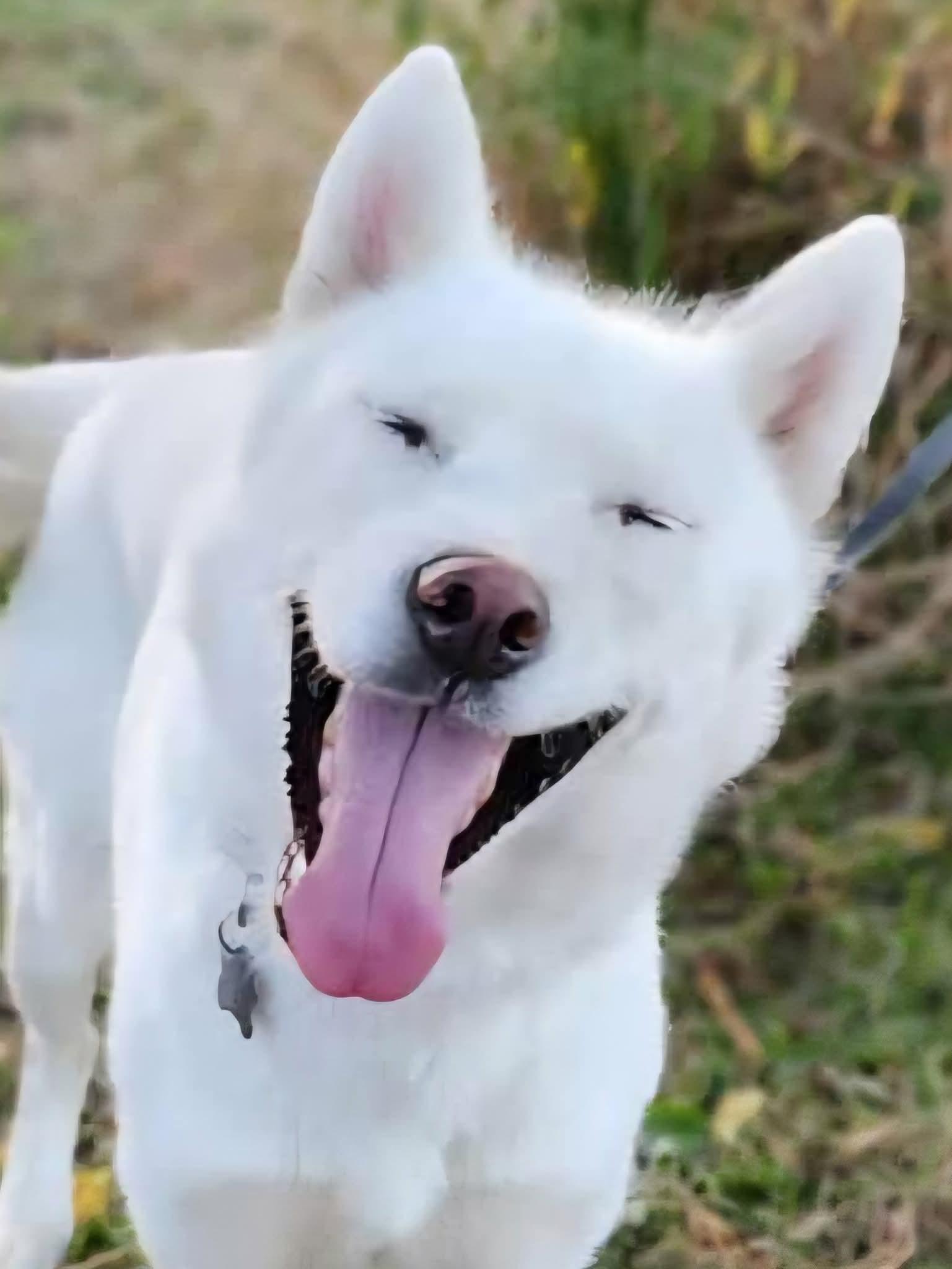 Meara & Marina, ADOPTABLE, Adult Female Siberian Husky & Husky.