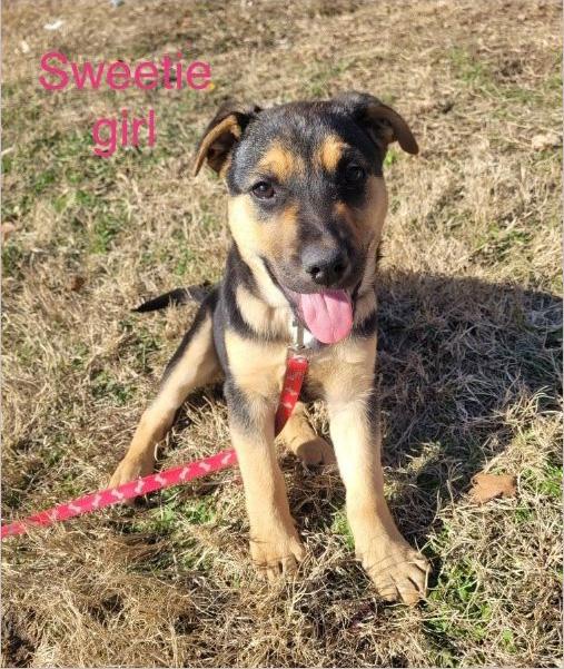 Enlarge Sweetie, a Adopted mixed breed in Welling, OK image 1/1