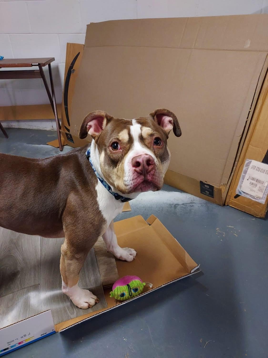 Enlarge Pepperoni, a ADOPTABLE mixed breed in Greenwood, IN image 4/6