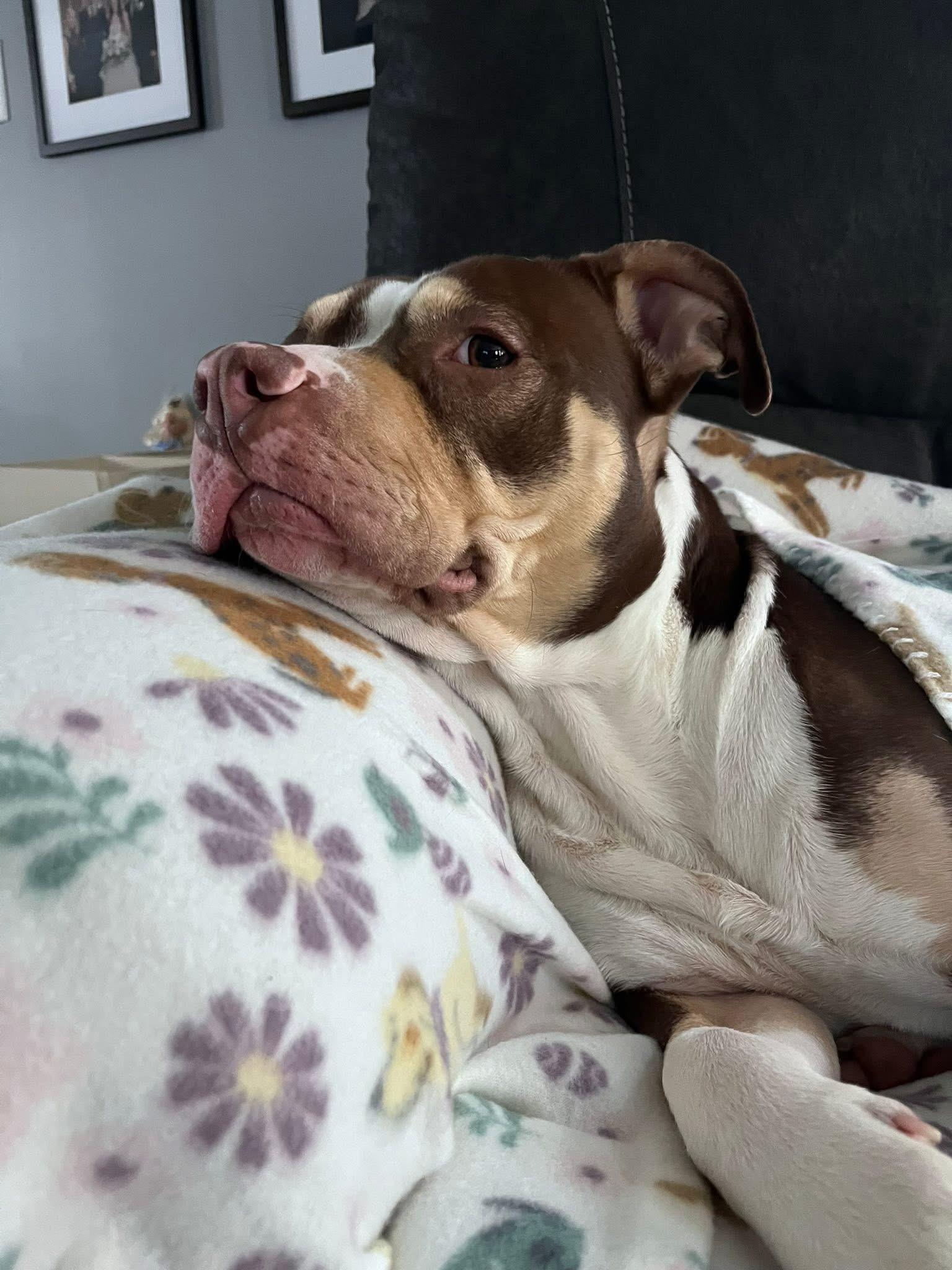 Enlarge Pepperoni, a ADOPTABLE mixed breed in Greenwood, IN image 3/6