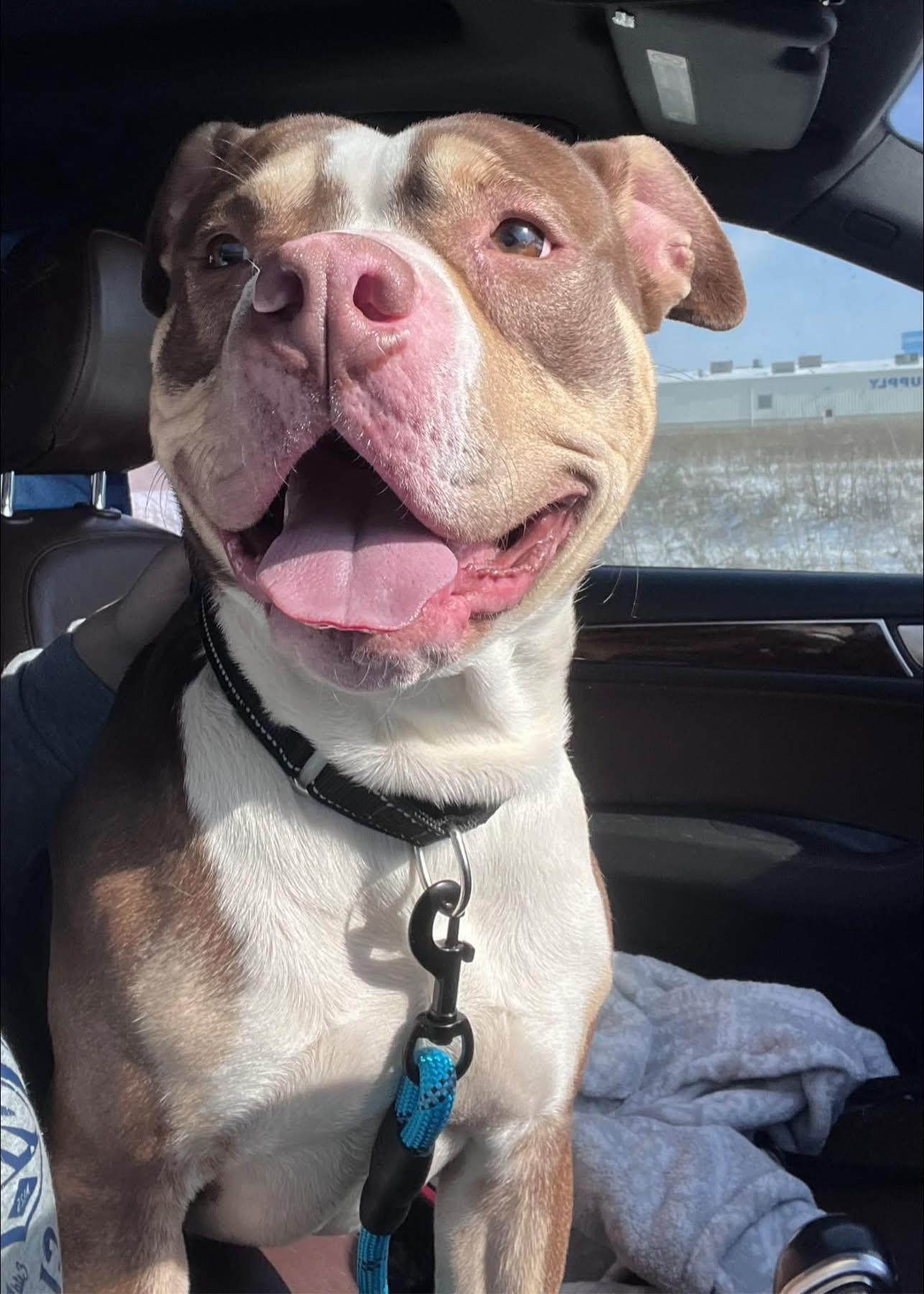 Enlarge Pepperoni, a ADOPTABLE mixed breed in Greenwood, IN image 1/6