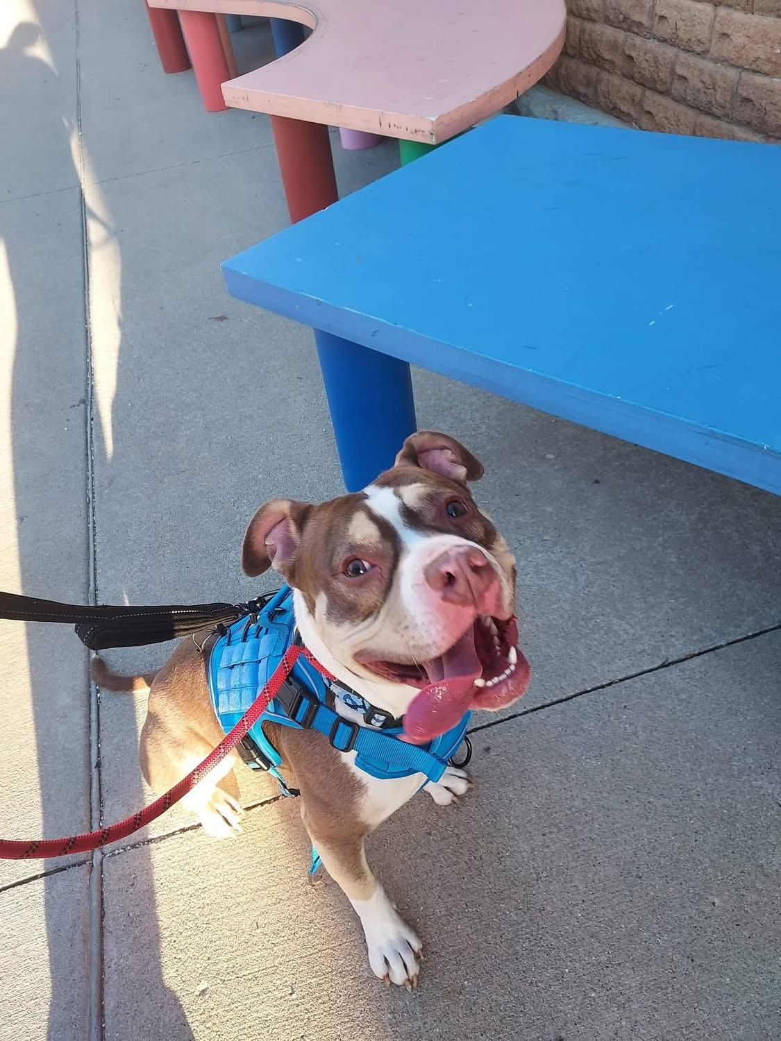 Enlarge Pepperoni, a ADOPTABLE mixed breed in Greenwood, IN image 5/6