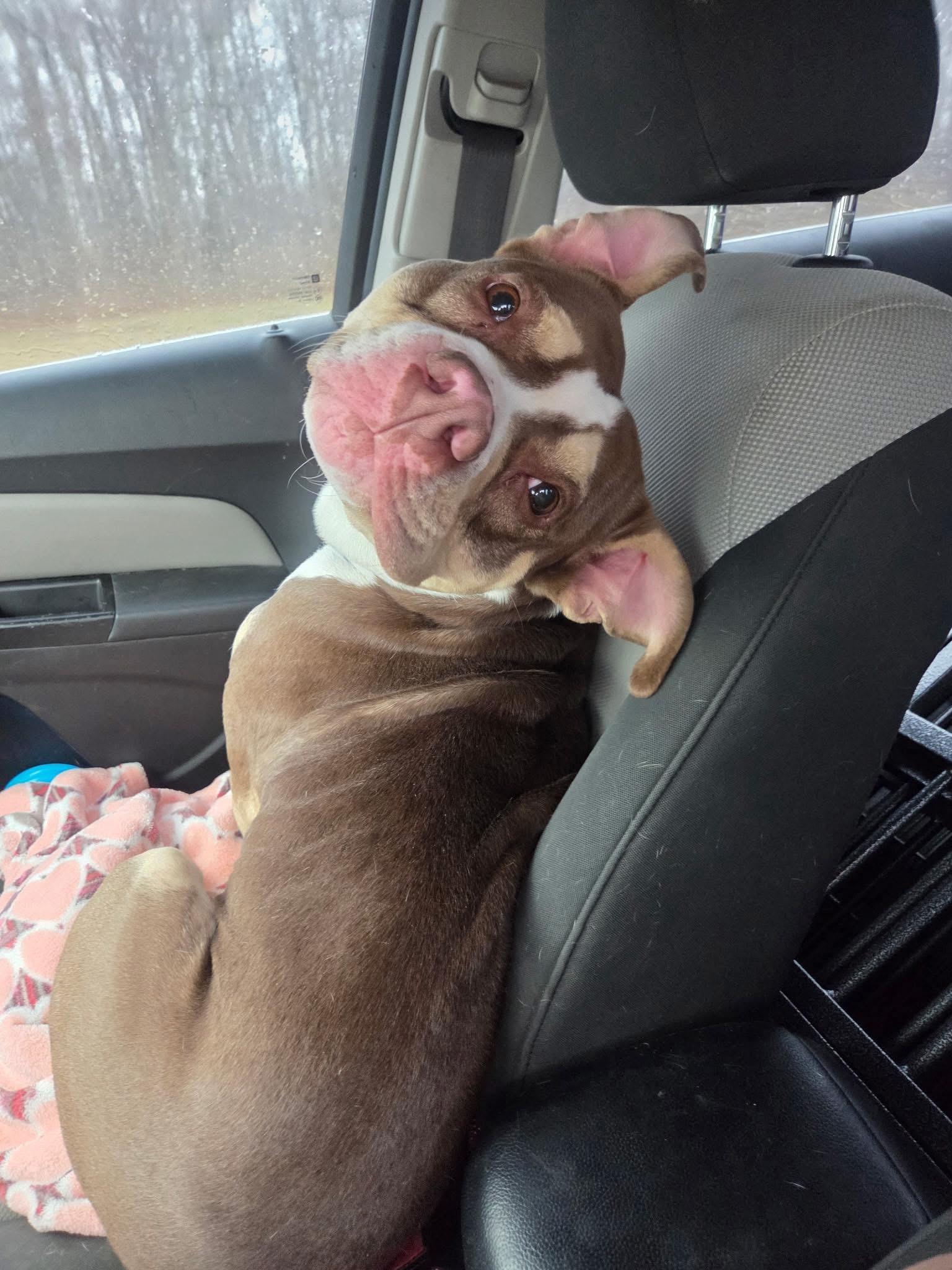 Enlarge Pepperoni, a ADOPTABLE mixed breed in Greenwood, IN image 2/6