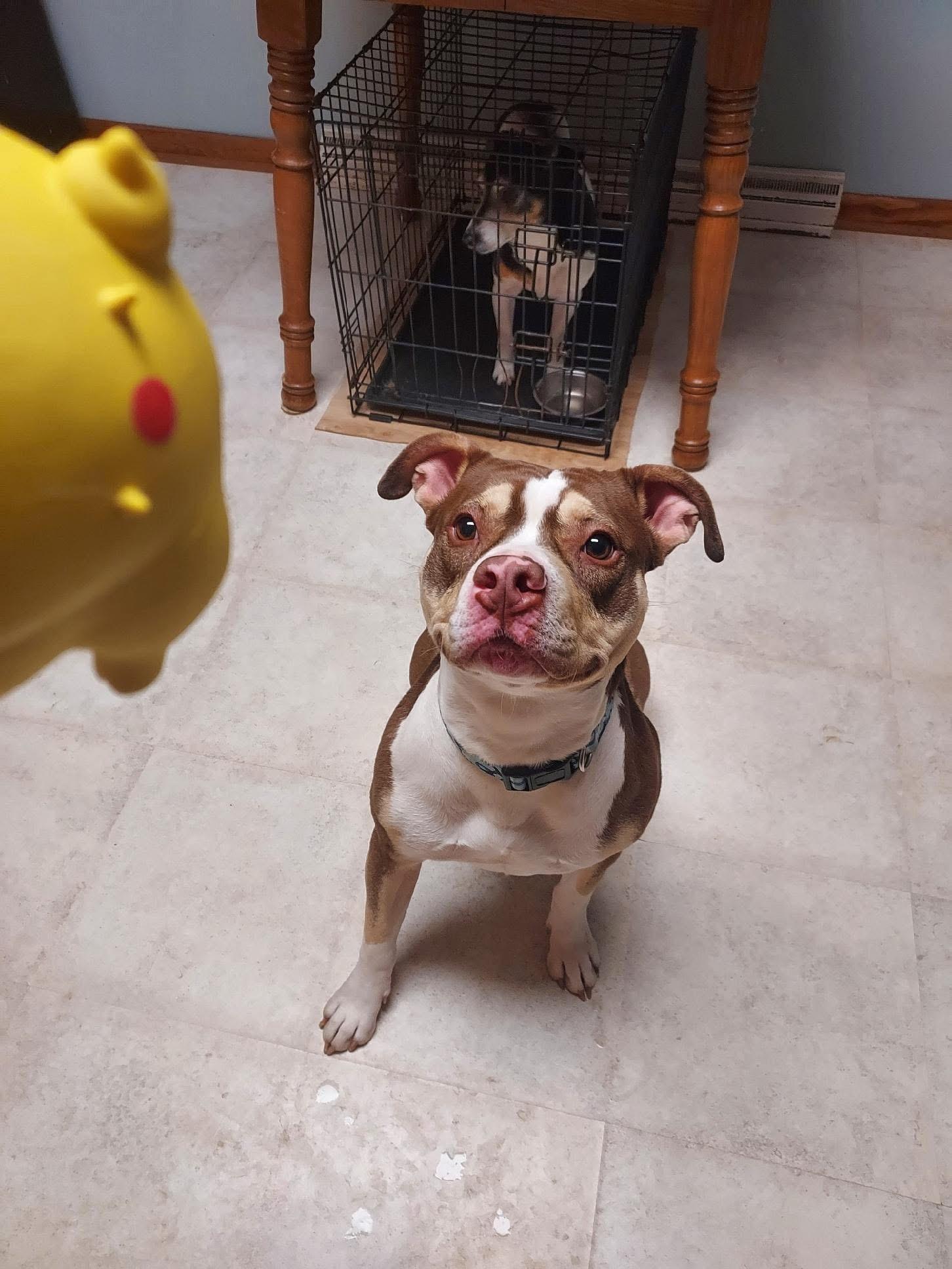 Enlarge Pepperoni, a ADOPTABLE mixed breed in Greenwood, IN image 6/6