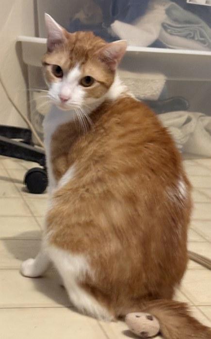 Enlarge ARLO, a ADOPTABLE Domestic Short Hair in Sequim, WA image 5/6