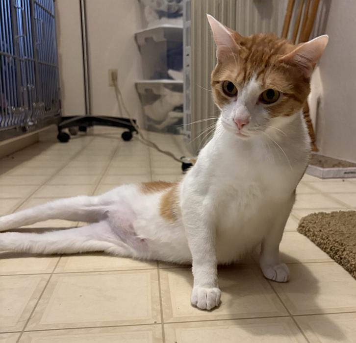 Enlarge ARLO, a ADOPTABLE Domestic Short Hair in Sequim, WA image 6/6