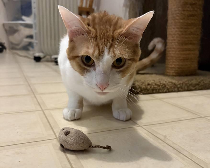 Enlarge ARLO, a ADOPTABLE Domestic Short Hair in Sequim, WA image 2/6