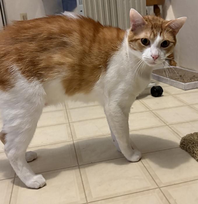 Enlarge ARLO, a ADOPTABLE Domestic Short Hair in Sequim, WA image 4/6