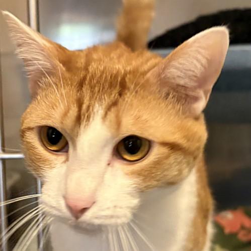 Enlarge ARLO, a ADOPTABLE Domestic Short Hair in Sequim, WA image 1/6