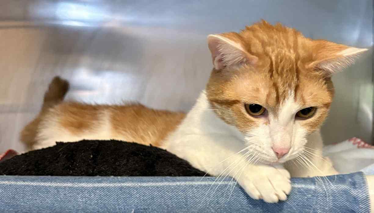 Enlarge ARLO, a ADOPTABLE Domestic Short Hair in Sequim, WA image 3/6