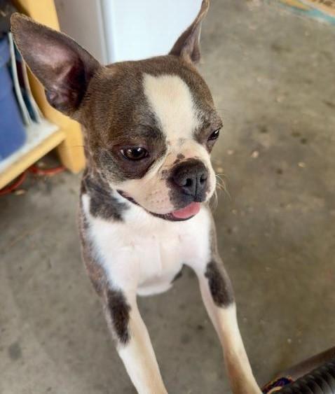 Salem in CO, a ADOPTABLE Boston Terrier in Littleton, CO image 2/5