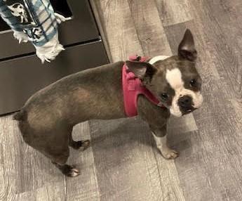 Salem in CO, a ADOPTABLE Boston Terrier in Littleton, CO image 1/5