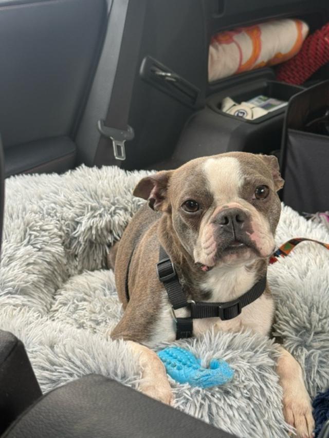Salem in CO, a ADOPTABLE Boston Terrier in Littleton, CO image 4/5