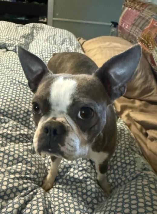 Salem in CO, a ADOPTABLE Boston Terrier in Littleton, CO image 5/5
