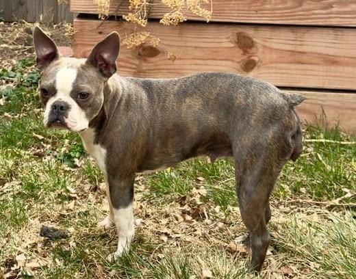 Salem in CO, a ADOPTABLE Boston Terrier in Littleton, CO image 3/5