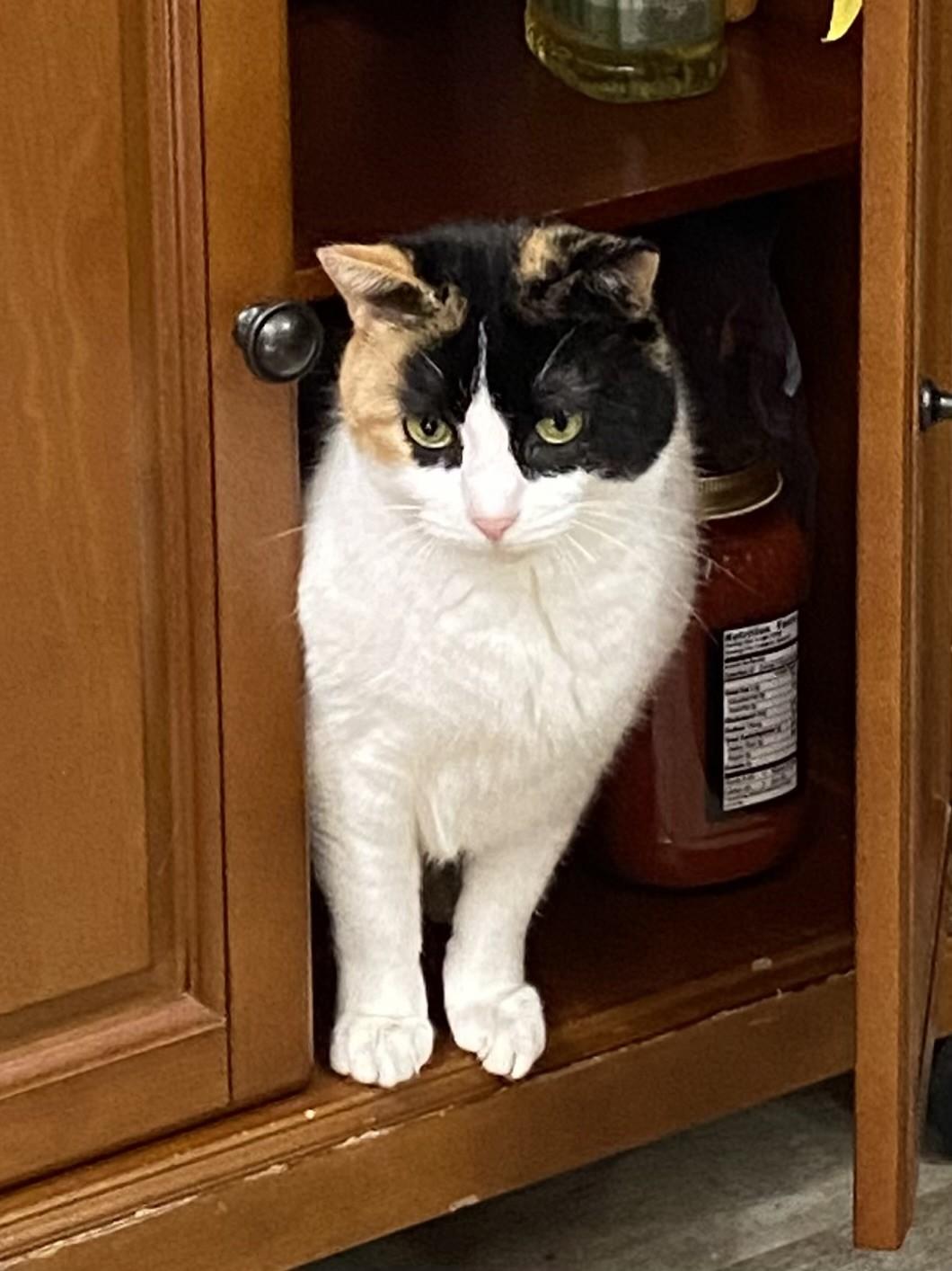 Enlarge Scout, a ADOPTABLE mixed breed in Farmingville, NY image 2/4