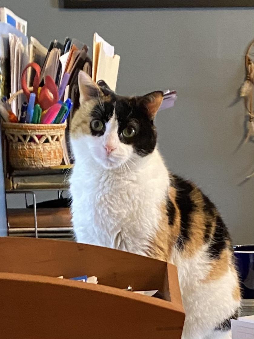 Enlarge Scout, a ADOPTABLE mixed breed in Farmingville, NY image 1/4