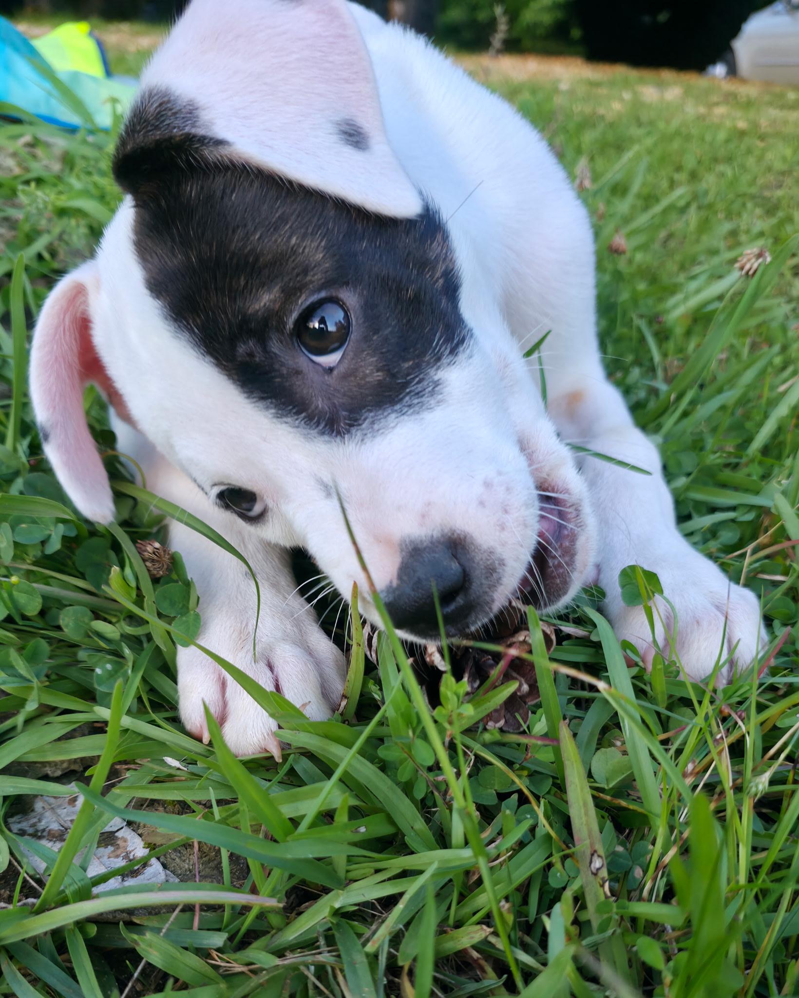 Jeremiah, a Adoptable mixed breed in Mount Meigs, AL image 2/5